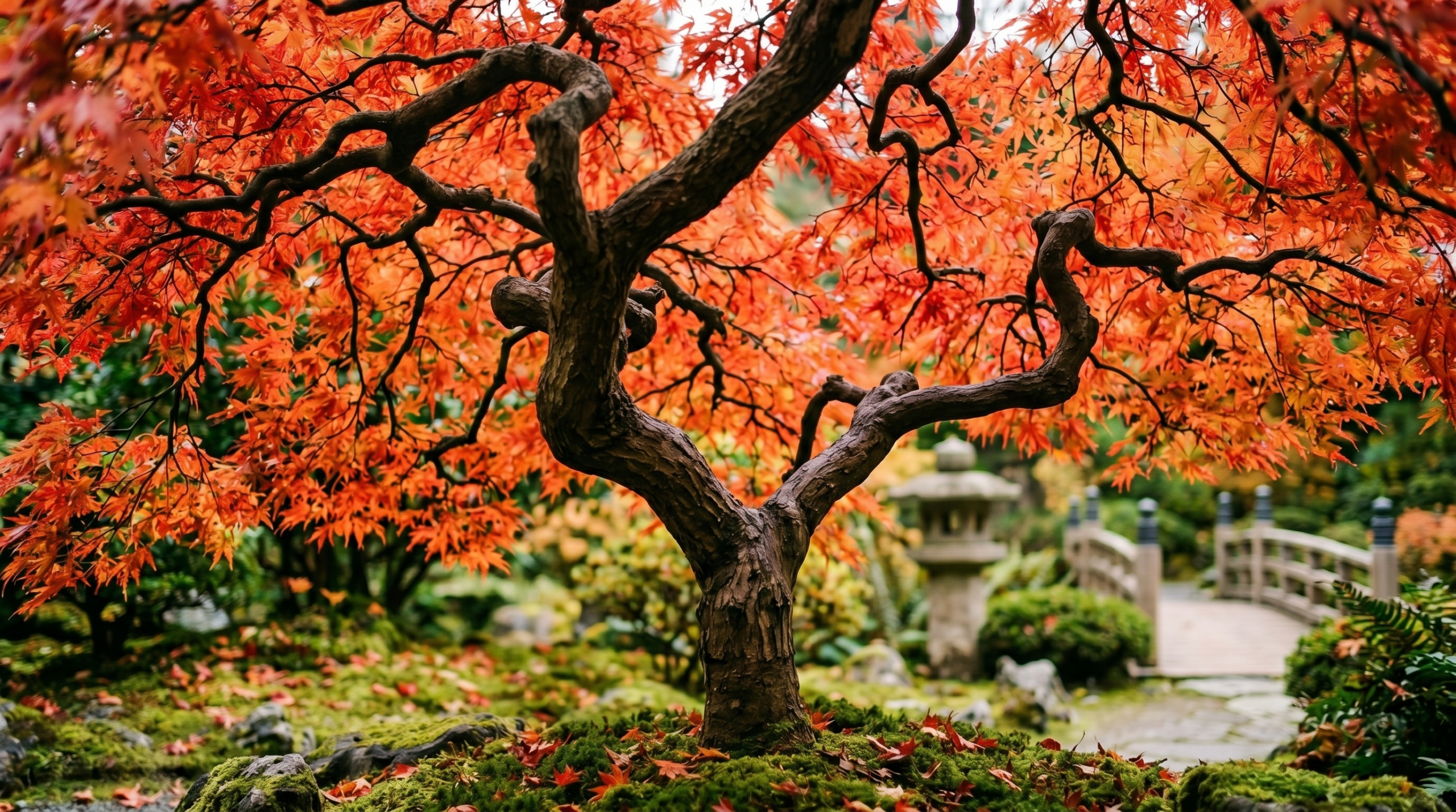 Japanese Maple: The Complete UK Growing Guide 2026