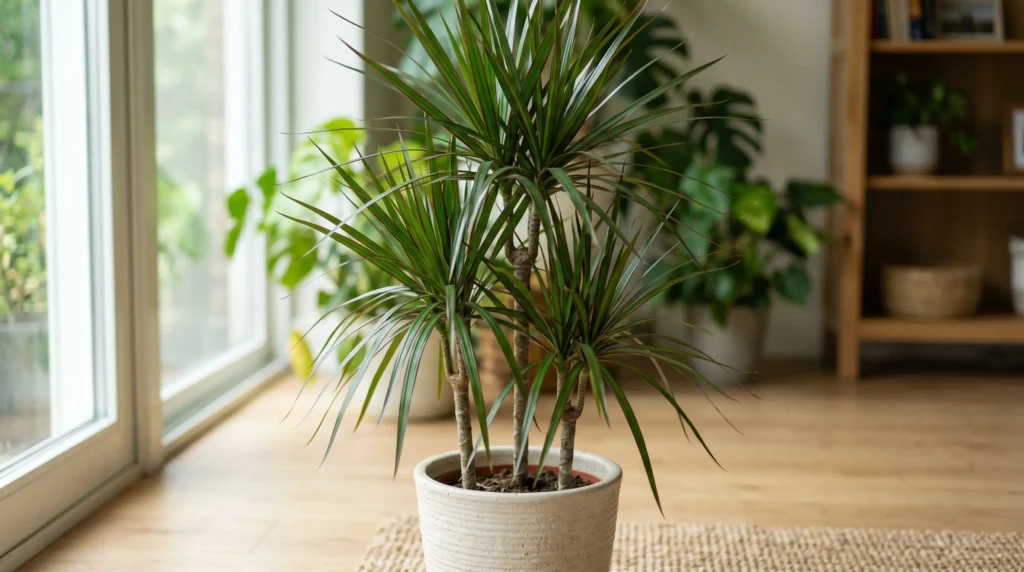 dracaena marginata