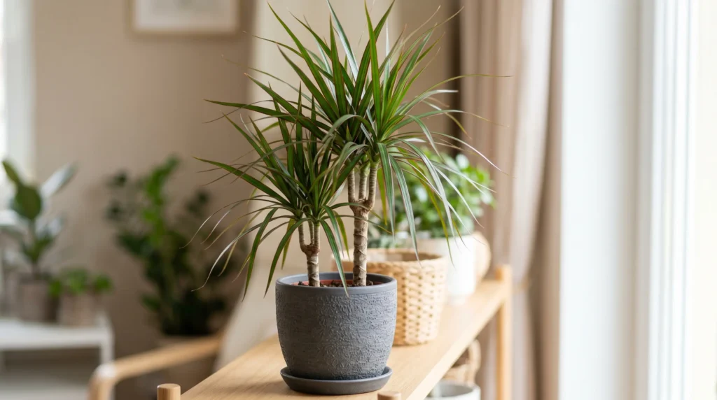 dracaena marginata